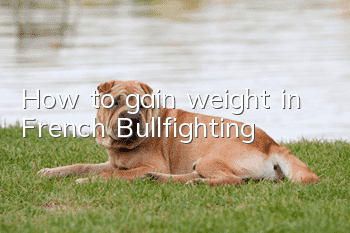 How to gain weight in French Bullfighting