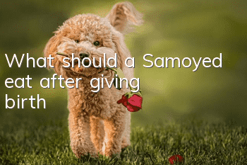 What should a Samoyed eat after giving birth?