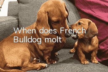 When does French Bulldog molt?
