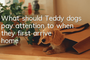 What should Teddy dogs pay attention to when they first arrive home?