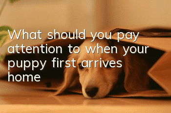 What should you pay attention to when your puppy first arrives home?