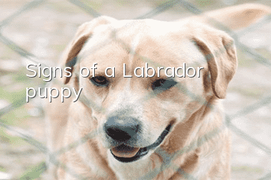 Signs of a Labrador puppy