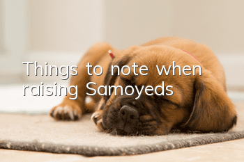 Things to note when raising Samoyeds
