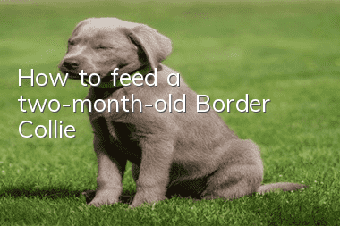 How to feed a two-month-old Border Collie
