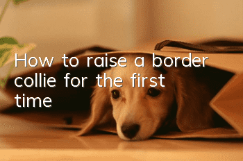 How to raise a border collie for the first time