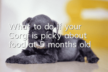 What to do if your Corgi is picky about food at 5 months old