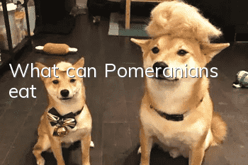 What can Pomeranians eat?