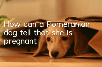 How can a Pomeranian dog tell that she is pregnant?