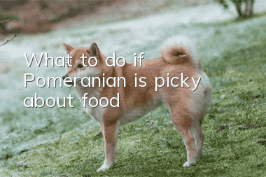 What to do if Pomeranian is picky about food