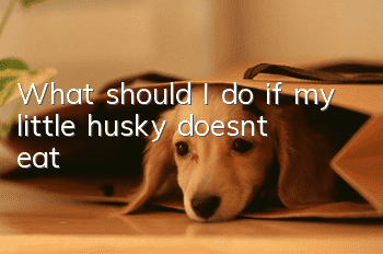 What should I do if my little husky doesn’t eat?