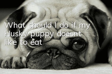 What should I do if my Husky puppy doesn’t like to eat?