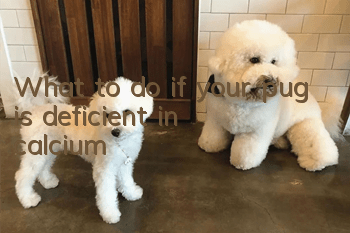 What to do if your pug is deficient in calcium