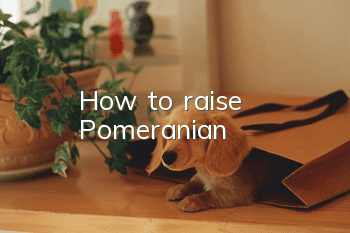 How to raise Pomeranian