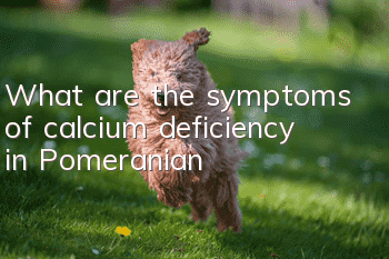 What are the symptoms of calcium deficiency in Pomeranian?