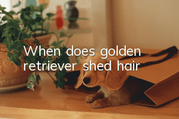 When does golden retriever shed hair?