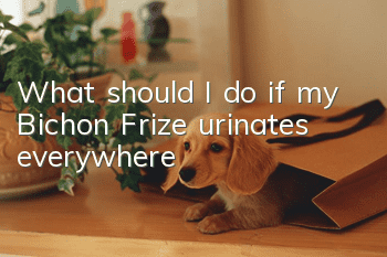 What should I do if my Bichon Frize urinates everywhere?