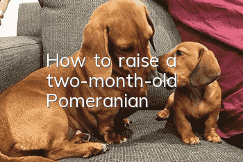 How to raise a two-month-old Pomeranian