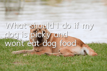 What should I do if my dog ​​is picky and won’t eat dog food?