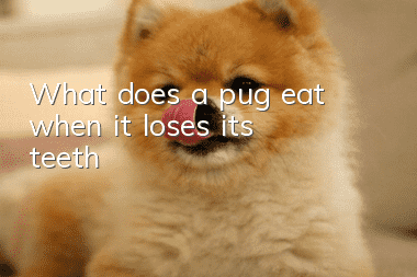 What does a pug eat when it loses its teeth?