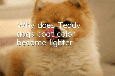 Why does Teddy dog's coat color become lighter?