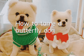 How to tame a butterfly dog