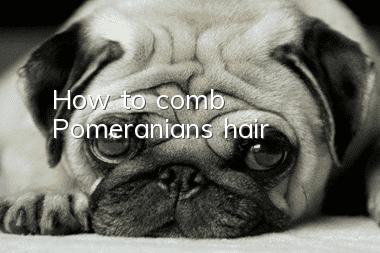 How to comb Pomeranian’s hair