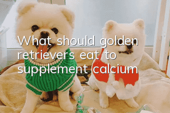 What should golden retrievers eat to supplement calcium?