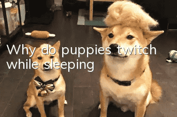 Why do puppies twitch while sleeping?