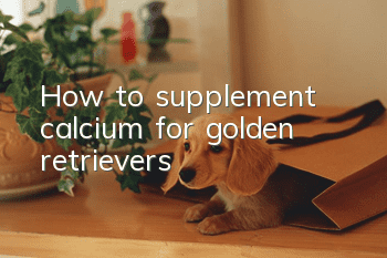 How to supplement calcium for golden retrievers