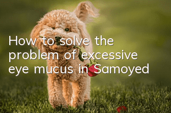 How to solve the problem of excessive eye mucus in Samoyed
