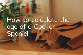 How to calculate the age of a Cocker Spaniel