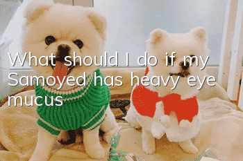 What should I do if my Samoyed has heavy eye mucus?