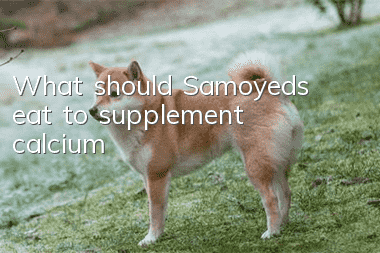 What should Samoyeds eat to supplement calcium?