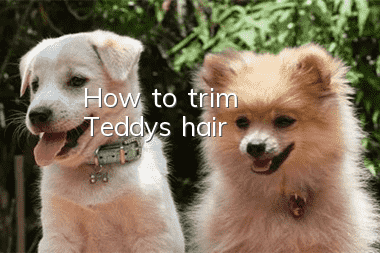 How to trim Teddy's hair