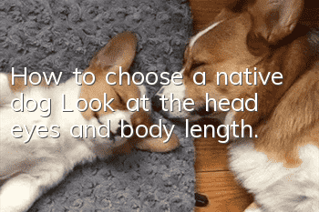 How to choose a native dog? Look at the head, eyes, and body length.