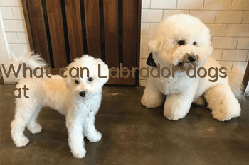 What can Labrador dogs eat?