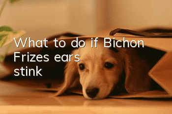 What to do if Bichon Frize's ears stink