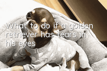 What to do if a golden retriever has tears in his eyes
