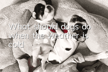 What should dogs do when the weather is cold?