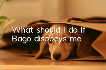 What should I do if Bago disobeys me?