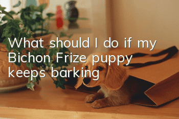What should I do if my Bichon Frize puppy keeps barking?