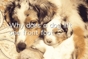 Why does a dog lift one front foot?