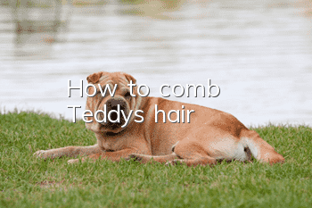 How to comb Teddy's hair