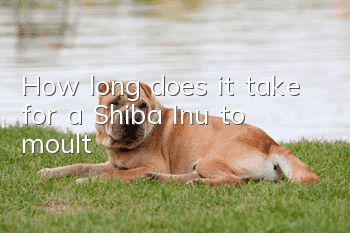 How long does it take for a Shiba Inu to moult?