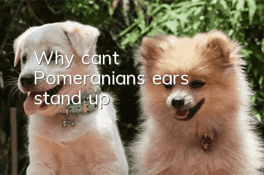 Why can’t Pomeranian’s ears stand up?