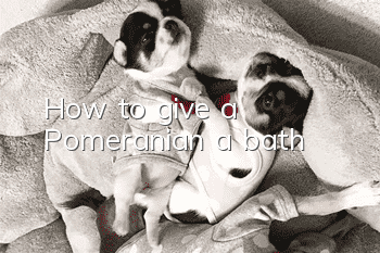 How to give a Pomeranian a bath