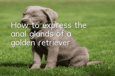 How to express the anal glands of a golden retriever