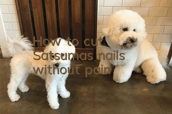 How to cut Satsuma's nails without pain