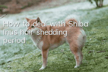 How to deal with Shiba Inu’s hair shedding period