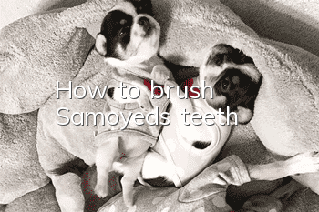 How to brush Samoyed's teeth